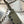 Field Skalpel Micarta Union Flag