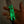 Muninn V2 Carbon Glow